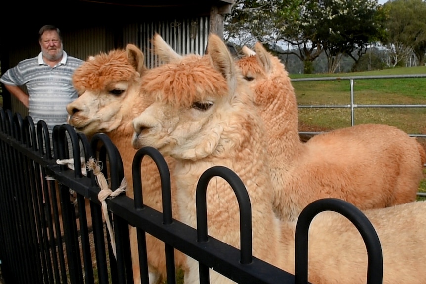 Tan coloured alpacas gather behind a fence ready to be shorn.