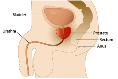 A diagram showing the prostate, rectum and anus