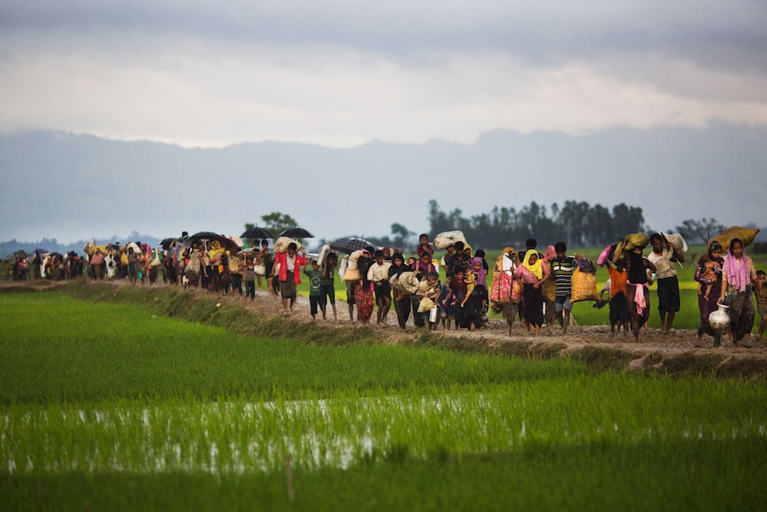 Rohingya walk through rice fields in Bangladesh. They are carrying their belongings after being pushed out of Rakhine state.
