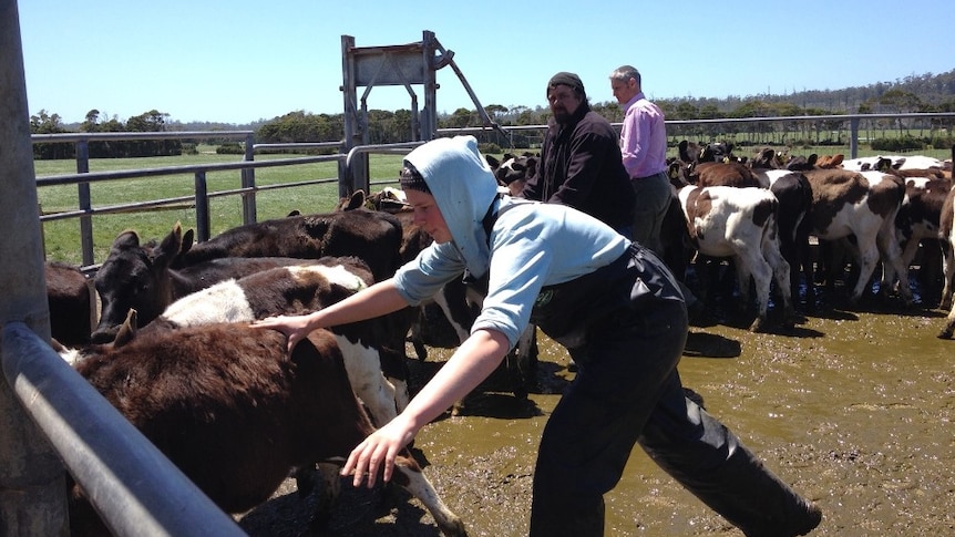 Employees at VDL dairy farms face regular drug testing to screen for substance abuse on farms