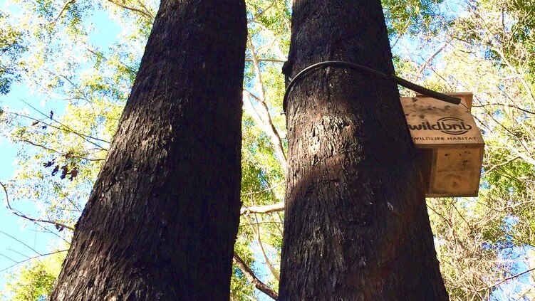 Looking up at a tall tree with a Wildbnb box installed towards the top