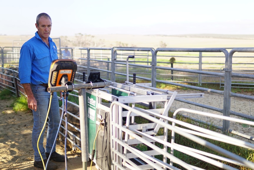 A man stands by a livestock scale, reading a screen.