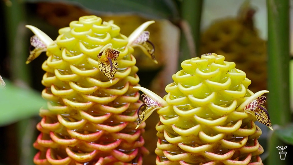 Orange and yellow helliconia plants.
