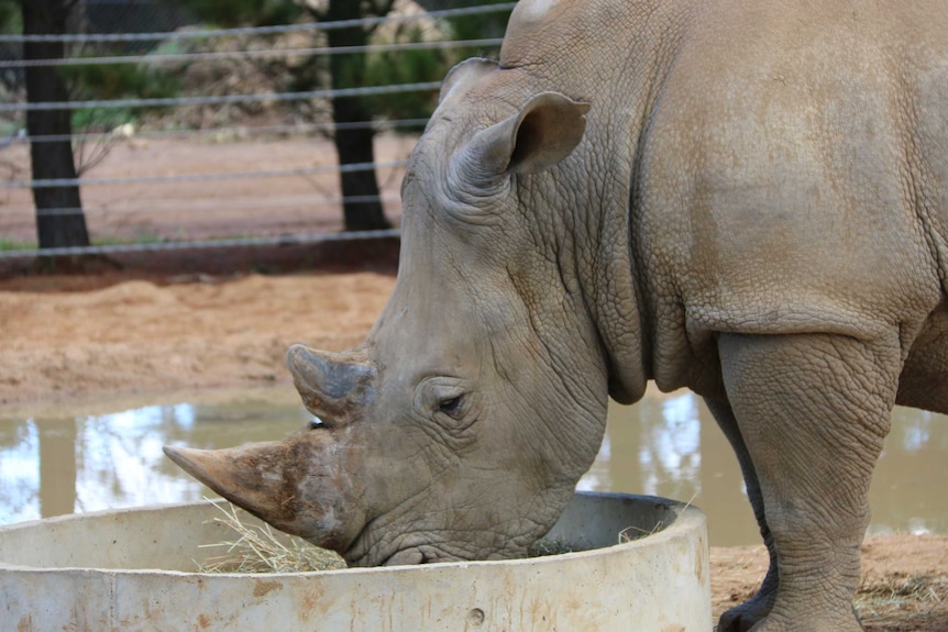Close up of a rare white rhino eating out of dish at the National Zoo and Aquarium