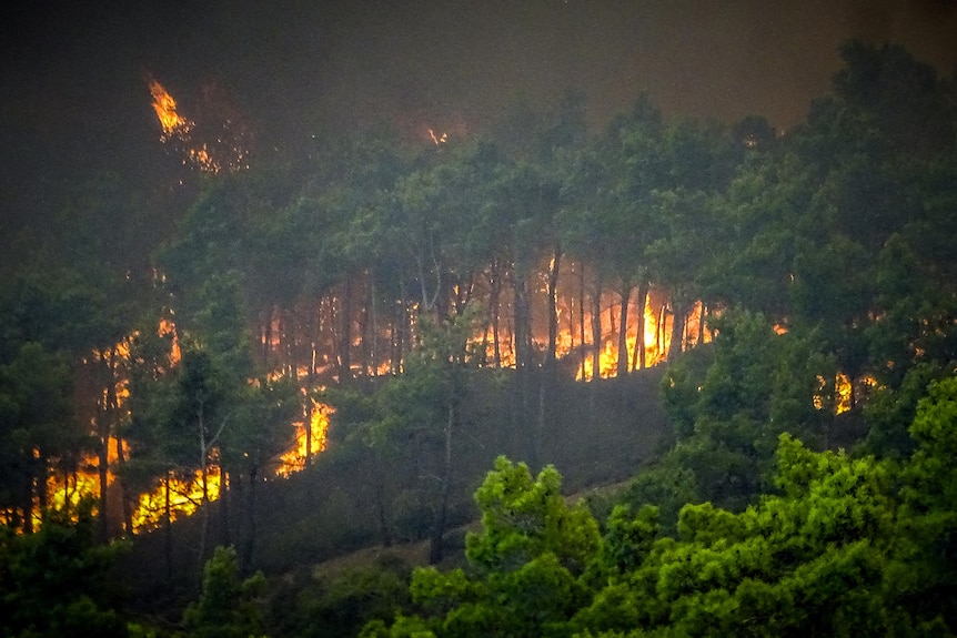 Лесные пожары горят среди зеленых деревьев на острове Родос.