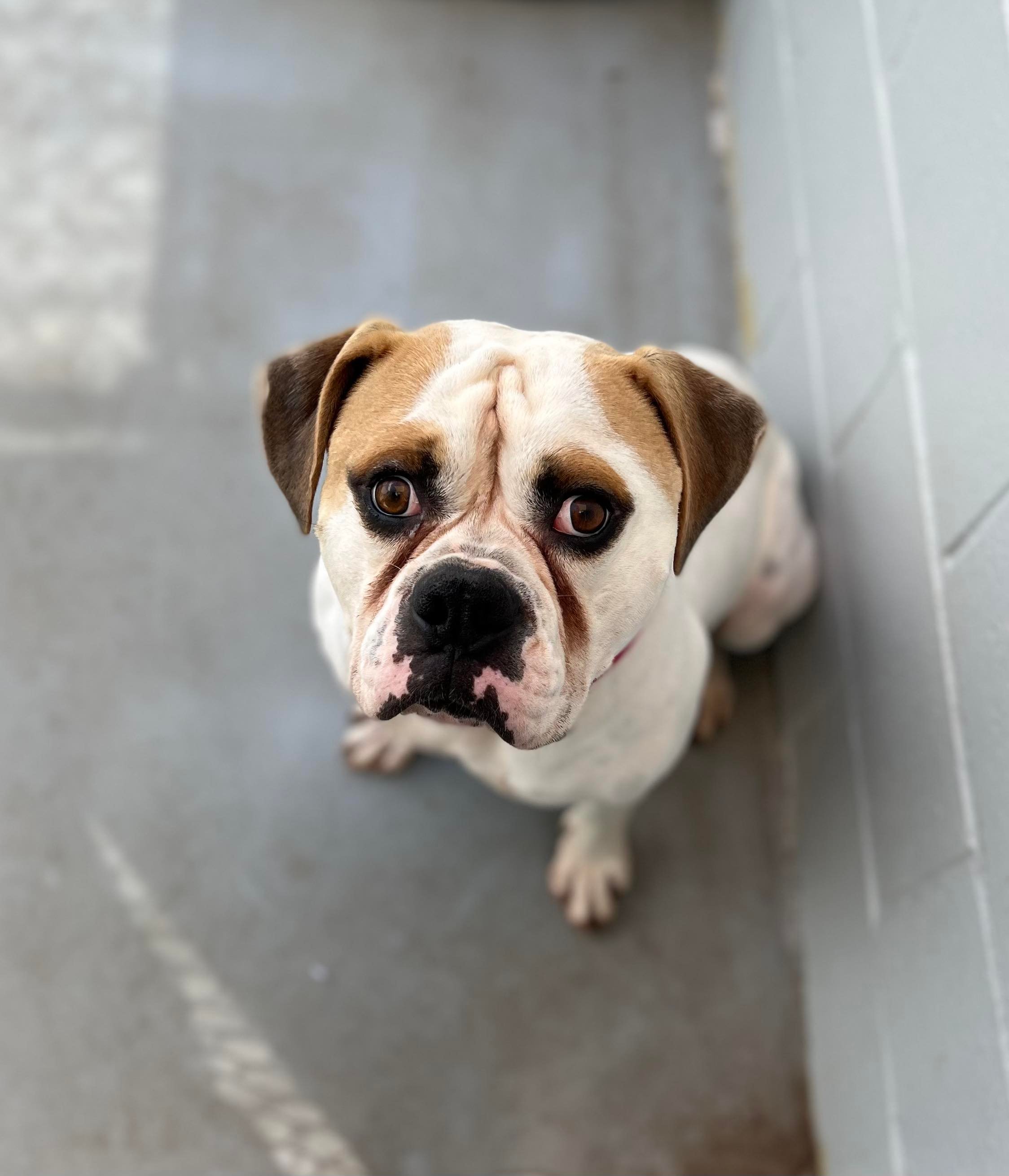 Can You Get In Trouble For Hitting A Dog