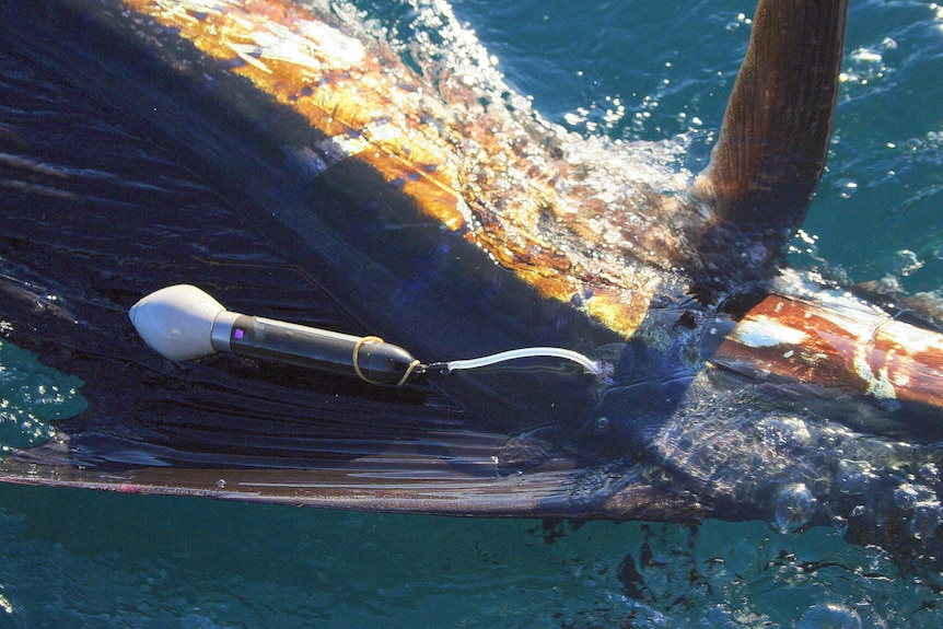 A sailfish with a satellite tag on it