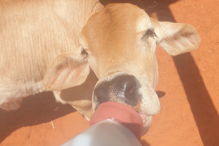 Peanut the Baby cow drinks milk 