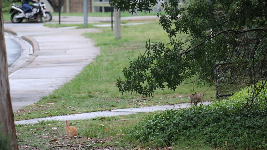 Rabbits at ANU