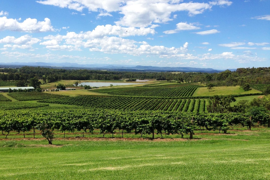 Hunter Valley vineyards.