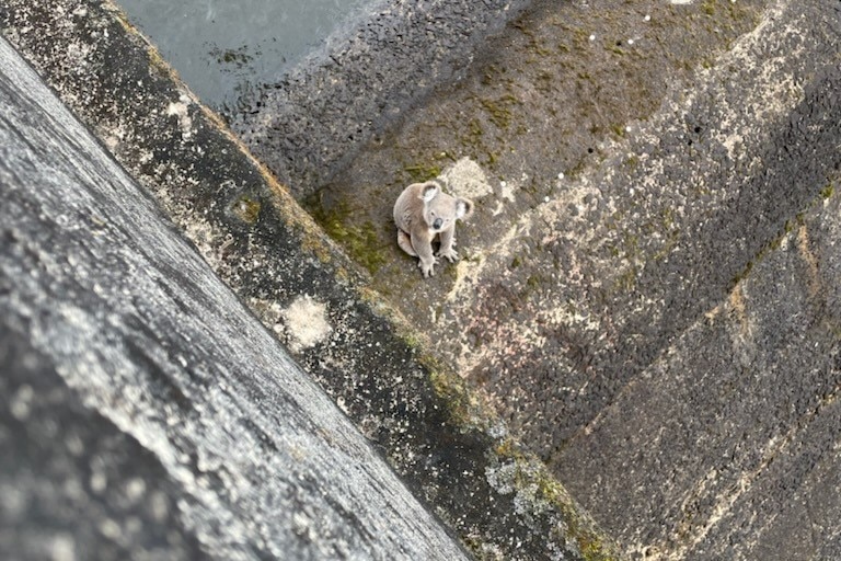 Looking down on a koala sitting on a dam wall.