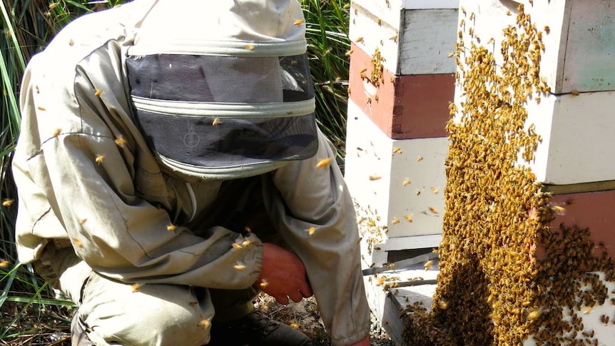 Tristan Campbell with beehives in Tasmania's north