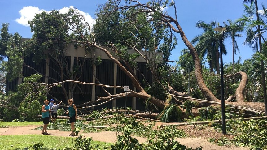 Darwin's visitor information centre under a fallen tree.