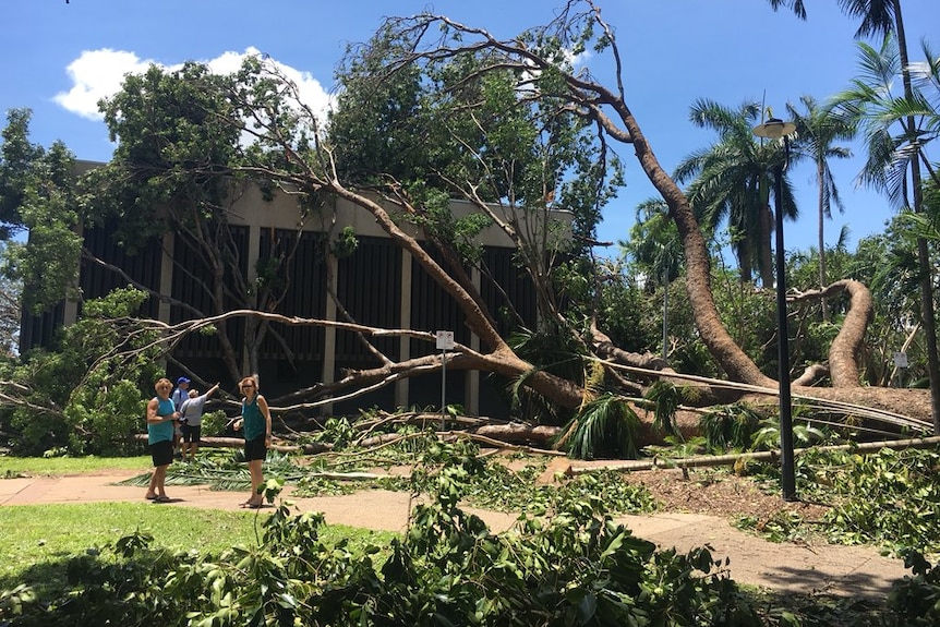 Darwin's visitor information centre under a fallen tree.