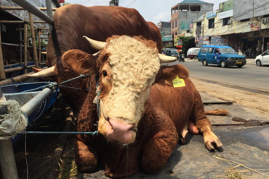Cattle by the side of the road in Jakarta