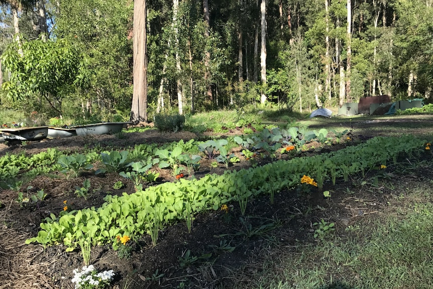 Rows of vegetables with lush bush in the background.