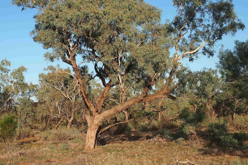 Eucalyptus coolabah is a tall tree with grey green leaves 