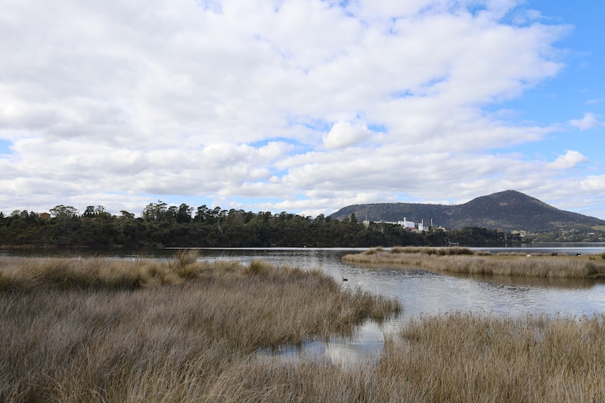 Native grasses growing along the banks of an estuary, with a factory and hills in the background