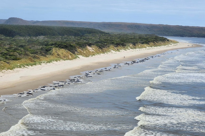 An aerial view of hundreds of whales on a beach.