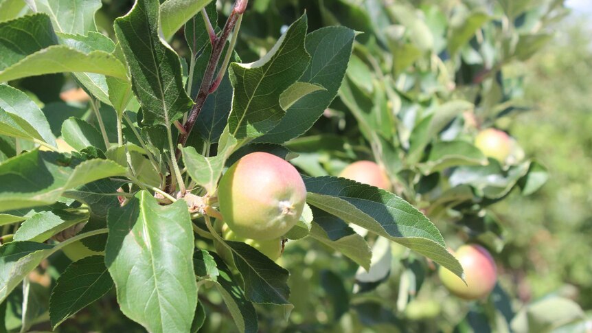 Apples growing in a Riverland orchard.