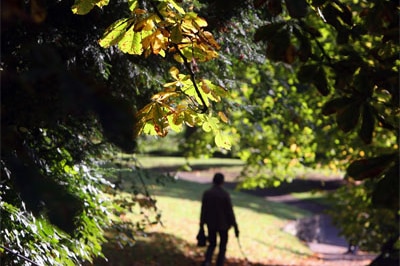 A man walks alone among the trees