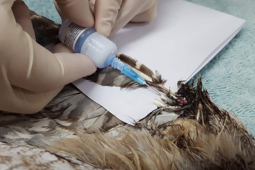 Vet uses glue to make an extra strong bond at the joined area of bird's wing.