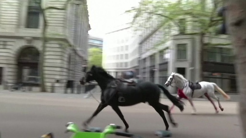 Two horses gallop down the street in an urban setting.