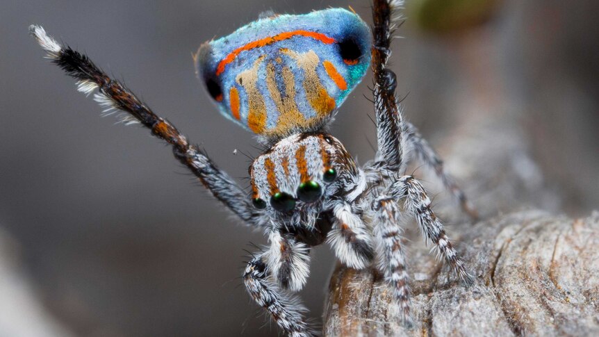 Australis Peacock spider
