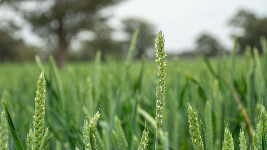 Close up picture of wheat crop at Alectown, NSW