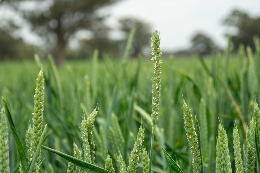Close up picture of wheat crop at Alectown, NSW