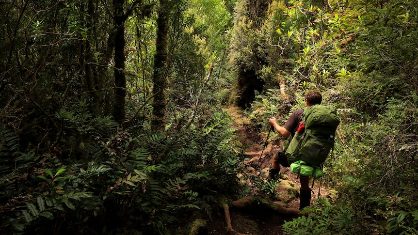A hiker walks through dense rain forest