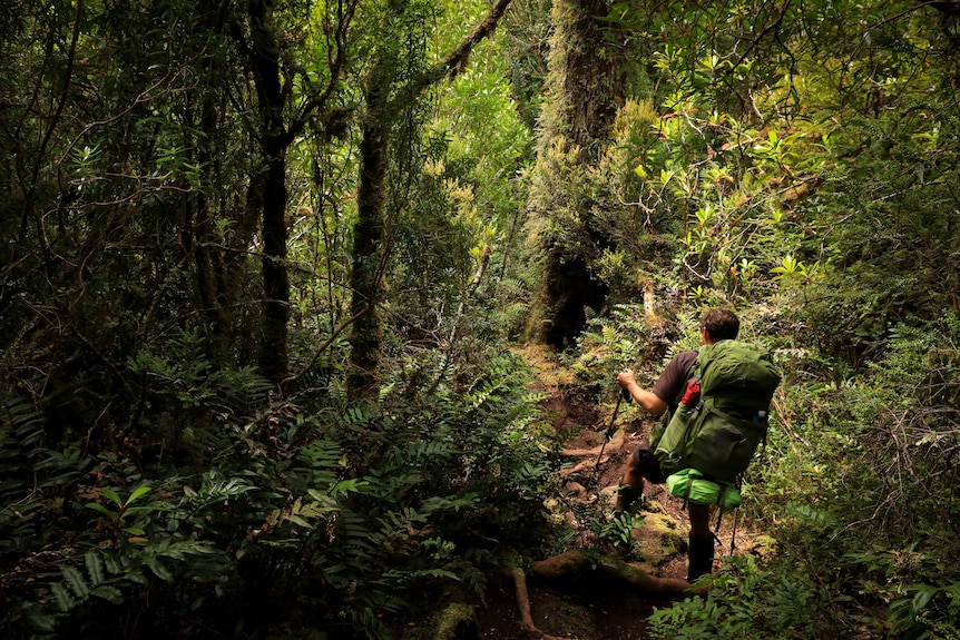 A hiker walks through dense rain forest