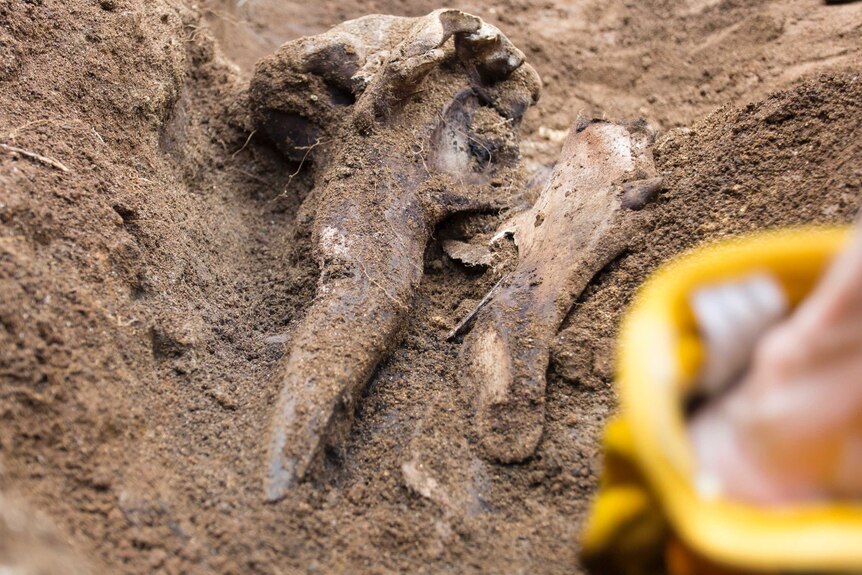Bones of a Dense-beaked whale found in a paddock burial on Lorde Howe Island.