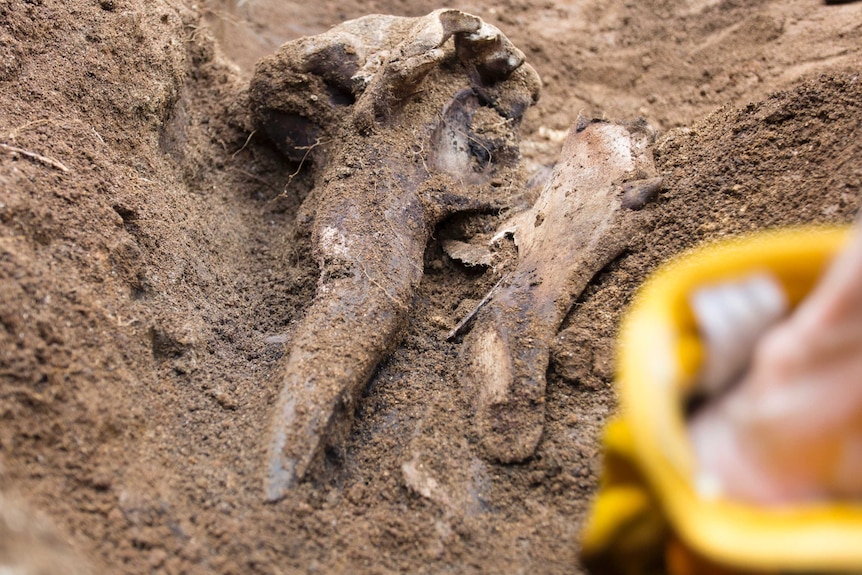 Bones of a Dense-beaked whale found in a paddock burial on Lorde Howe Island.