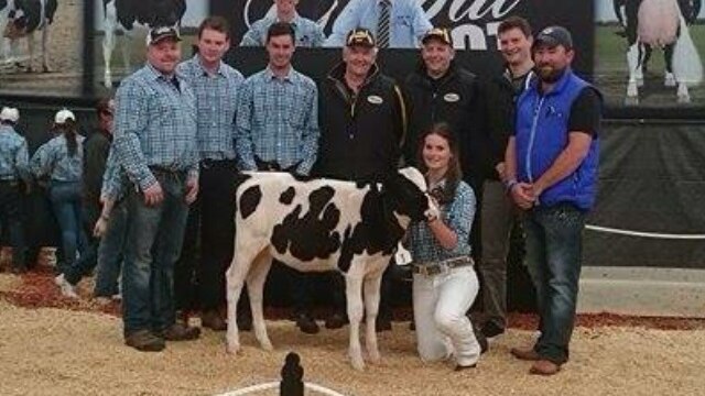 The calf that sold for $112,000 at an auction in Gippsland, Victoria.