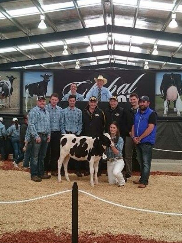 The calf that sold for $112,000 at an auction in Gippsland, Victoria.