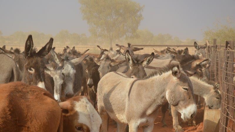 Outback donkeys given new roles as farm protectors