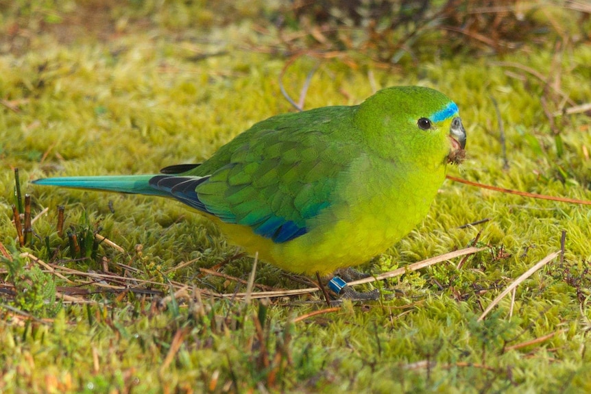 Wild orange-bellied parrot