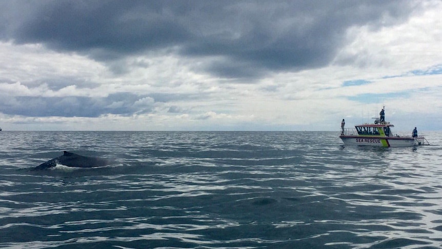 A whale breaches with a small sea rescue boat nearby.