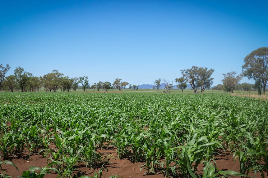 A sorghum crop growing under a bright blue sky