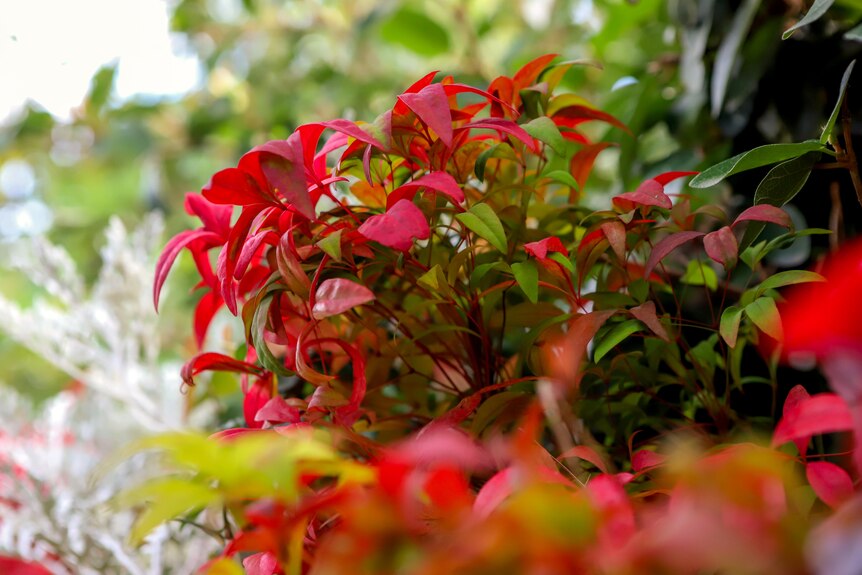 Red leaf plant grows out of a vertical garden with plants in foreground and green tree leaves in background