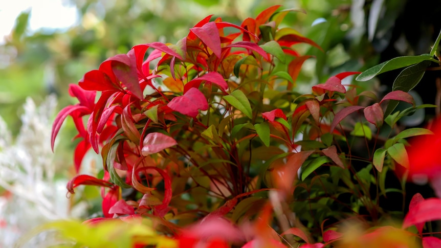 Red leaf plant grows out of a vertical garden with plants in foreground and green tree leaves in background