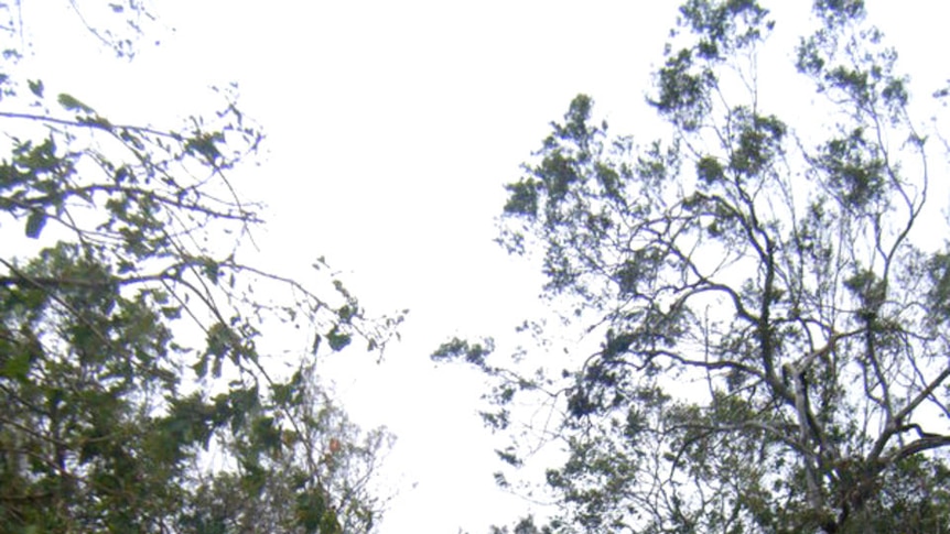 Child looks at cyclone debris