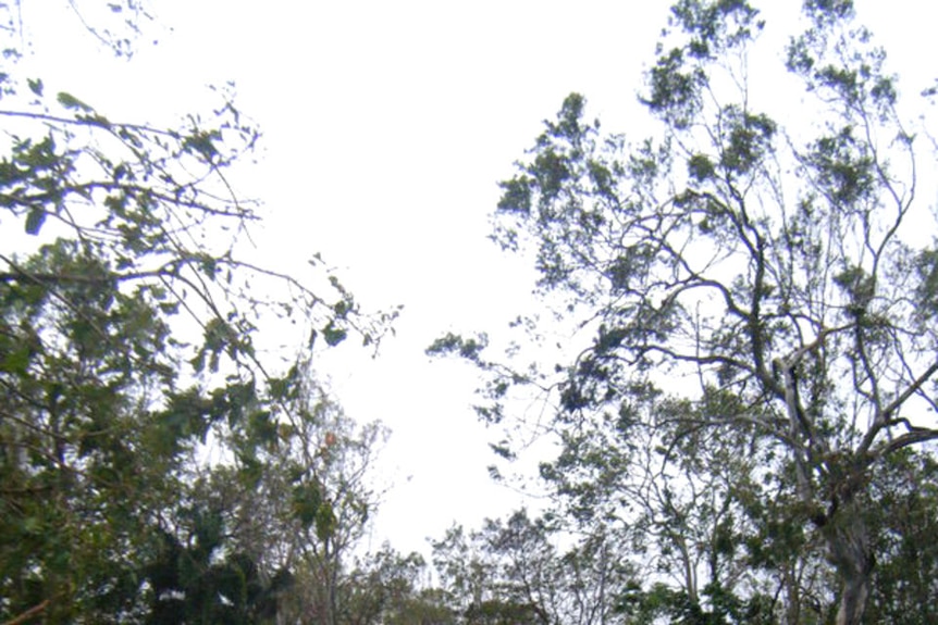 Child looks at cyclone debris