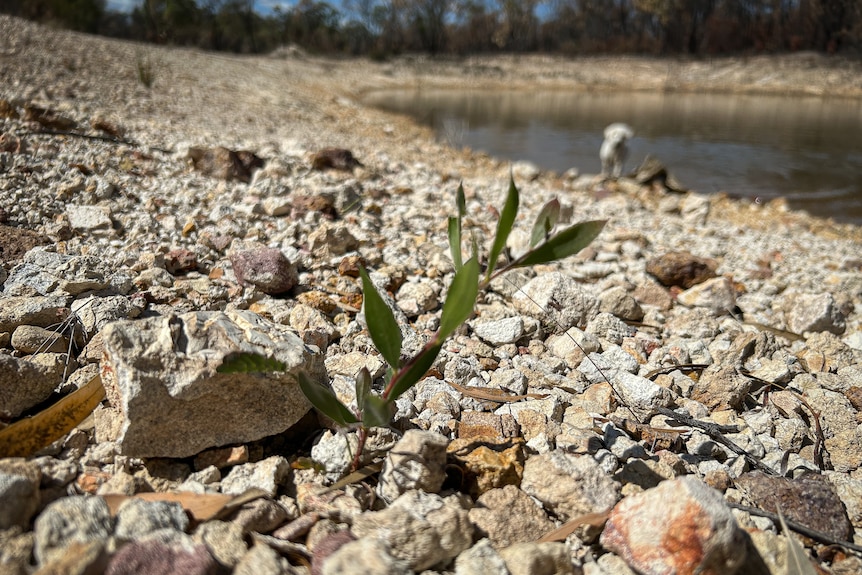 a small green tree shoot emerges from rocky soil