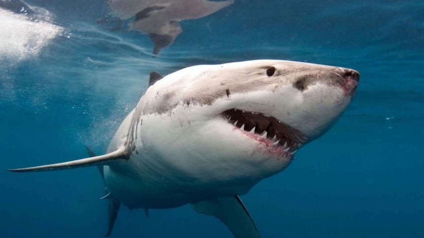 Woman survives suspected great white shark attack in Sydney
