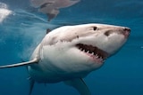 Woman survives suspected great white shark attack in Sydney