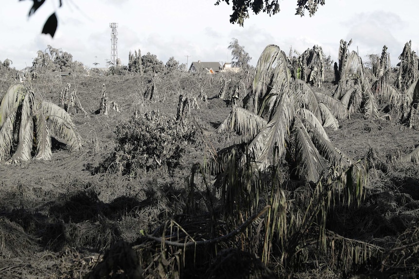 Trees are covered with falling ash from the Taal volcano.