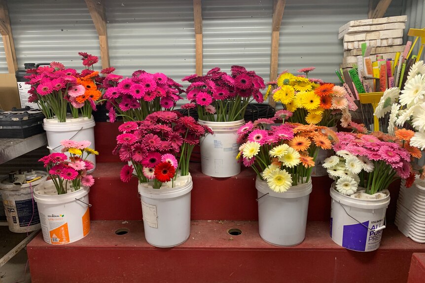 pink, yellow, red, white, cream and orange flowers all sitting in buckets stacked up on shelves