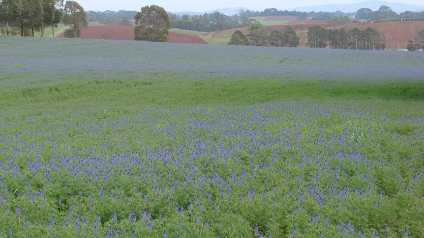 A lupin crop growing in Tasmania's north west
